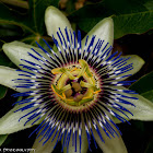 Passiflora