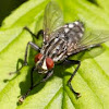 Housefly (Stubenfliege)