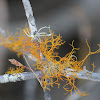 Golden-hair Lichen