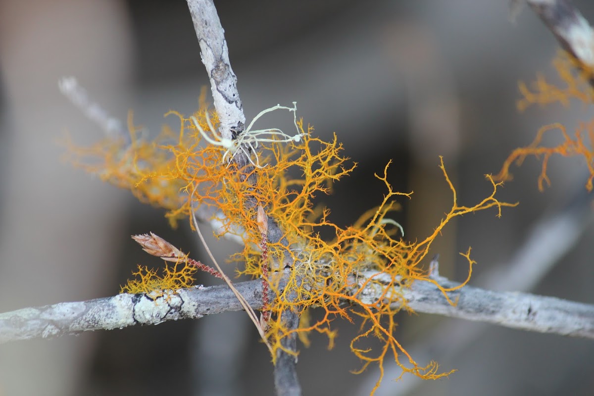 Golden-hair Lichen