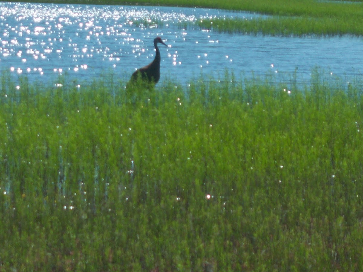 Sandhill Crane