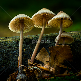 Fungis by Peter Samuelsson - Nature Up Close Mushrooms & Fungi