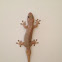 dubious dtella, dtella house gecko