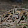 Huntsman spider
