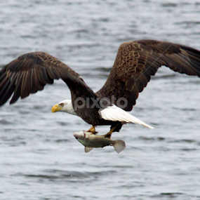 Catch of the Day by Robert Huebner - Animals Birds
