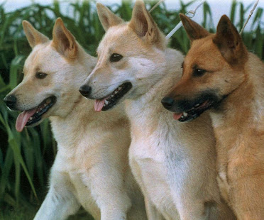 迦南犬壁纸(圖6)-速報App