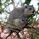 Yellow-spotted Rock Hyrax