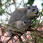 Yellow-spotted Rock Hyrax