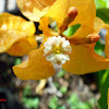 Bougainvillea