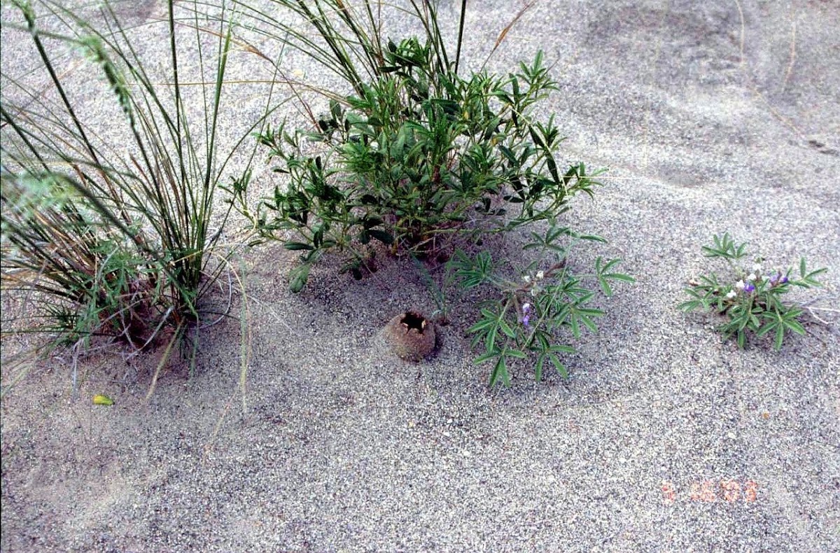 Dwarf lupine