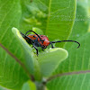 Red Milkweed Beetle