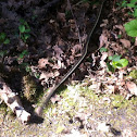 Northwest Garter Snake
