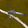 Libélula (Black-tailed Skimmer)