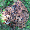 Black-staining polypore