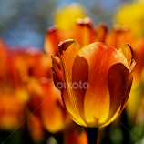 Brown Sugar Tulips by Becky McGuire -  