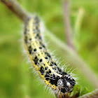 Large White Butterfly Caterpillar / Kupusar (gusjenica)