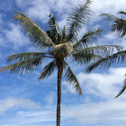 Coconut palm