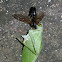 Wasp feeding on Tettigoniid grasshopper