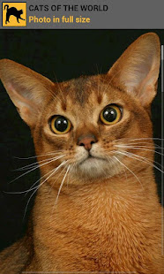 Cats of the world(圖5)-速報App