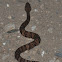 Cottonmouth/Water Moccasin