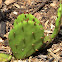 Eastern Prickly Pear