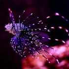 Lionfish