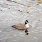 Canada goose