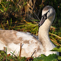 Immature Mute Swan