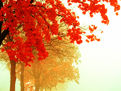 【印刷可能】 秋の壁紙 スマホ 134426-秋の壁紙 スマホ