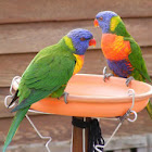 Rainbow Lorikeet