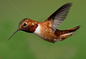Hummingbird by Sheldon Bilsker - Animals Birds