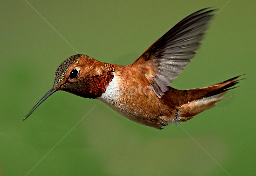 Hummingbird by Sheldon Bilsker - Animals Birds