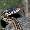 Eastern Gartersnake