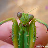 Giant African mantis