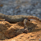 Kotschy's Gecko