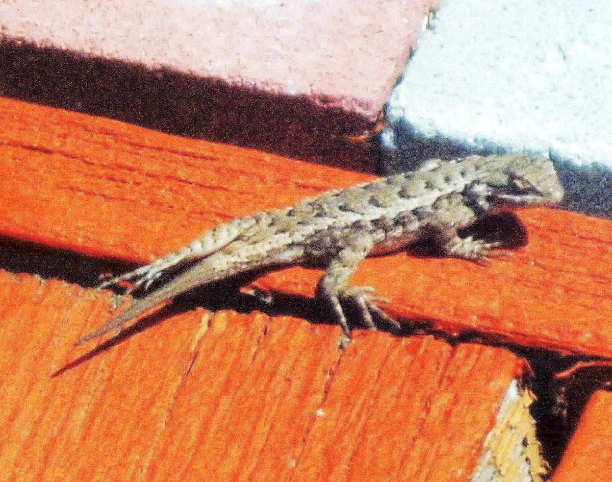 Northern Sagebrush Lizard