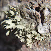 American Cartilage Lichen