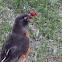 American Robin