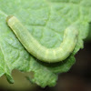 Oruga del Tabaco / Cotton Bollworm
