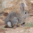 Mountain Cottontail