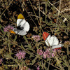 Colotis sp. Butterflies