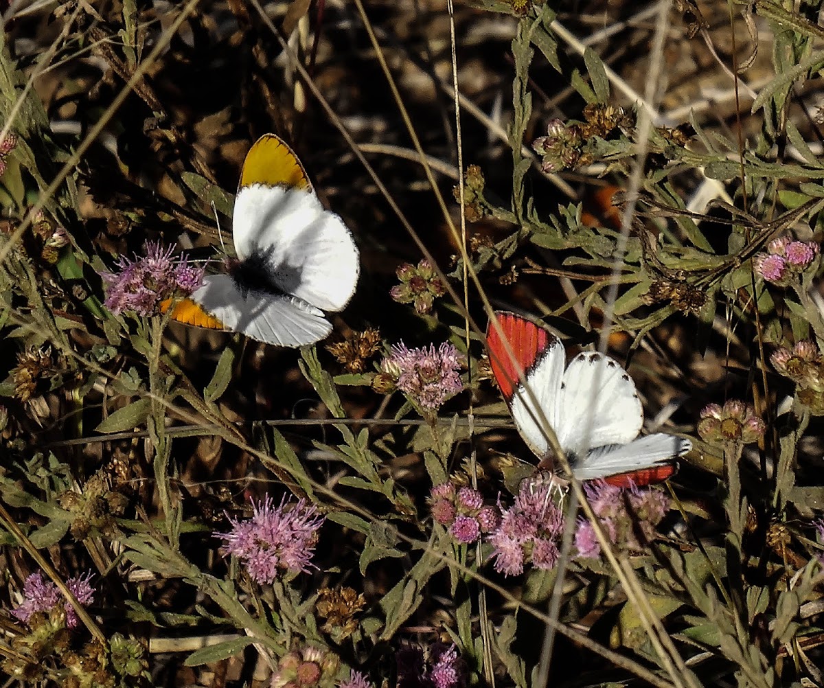 Colotis sp. Butterflies