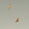 Northern harrier hawks, mating flight