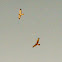 Northern harrier hawks, mating flight