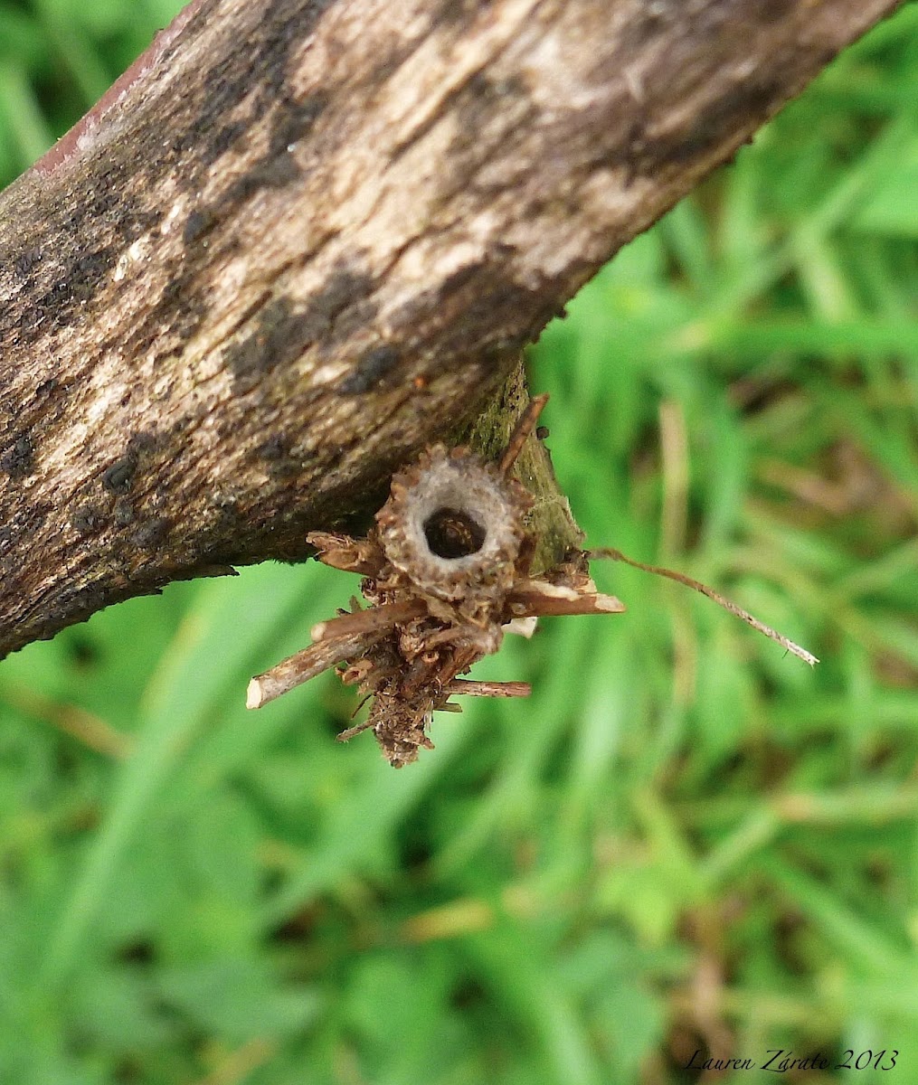 Bagworm Moth Larva