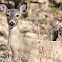 White-tailed Deer