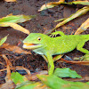 Neo-tropical Green Anole