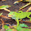 Neo-tropical Green Anole