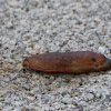 Large Red Slug