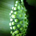 Red-eyed Tree Frog Eggs